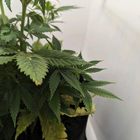 Skunk #1 growlog timeline photo