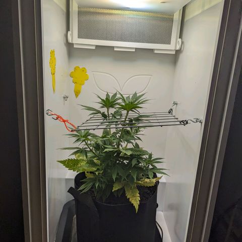 Skunk #1 growlog timeline photo