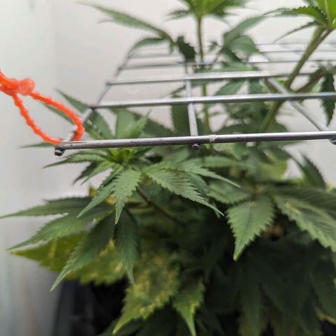 Skunk #1 growlog timeline photo