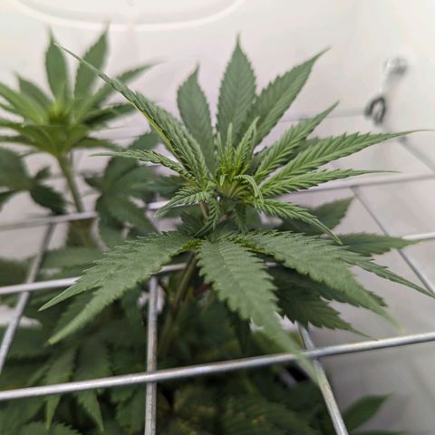 Skunk #1 growlog timeline photo