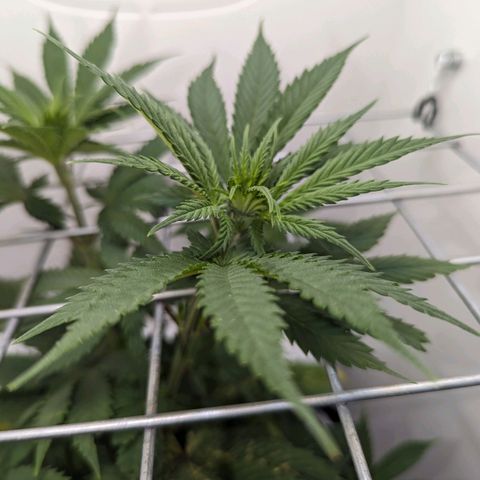 Skunk #1 growlog timeline photo
