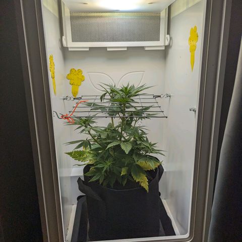 Skunk #1 growlog timeline photo