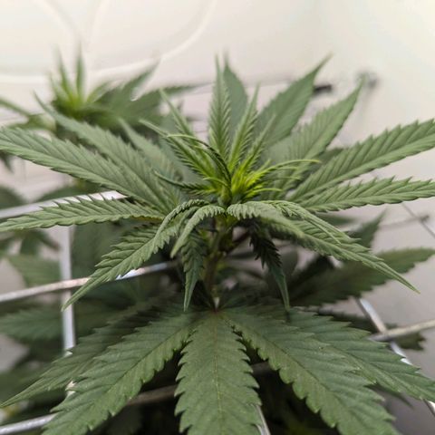 Skunk #1 growlog timeline photo