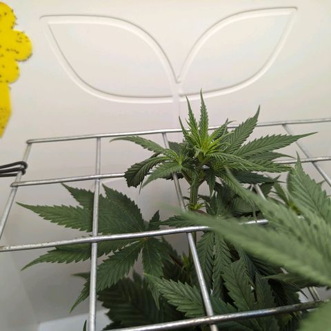 Skunk #1 growlog timeline photo