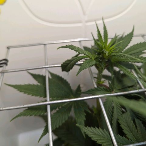Skunk #1 growlog timeline photo
