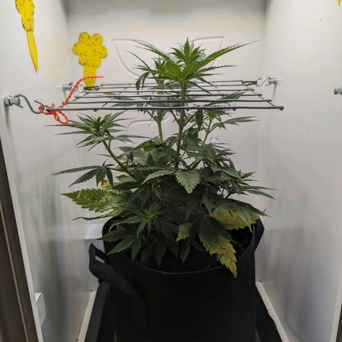 Skunk #1 growlog timeline photo