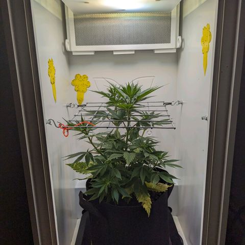 Skunk #1 growlog timeline photo