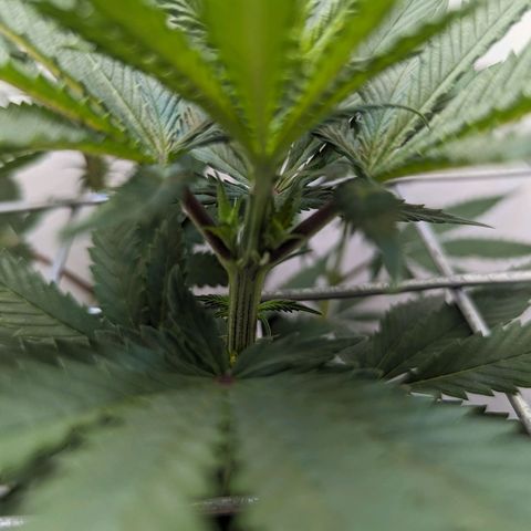 Skunk #1 growlog timeline photo