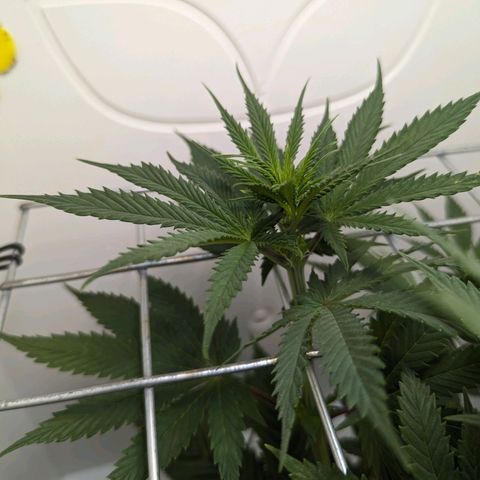 Skunk #1 growlog timeline photo