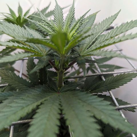 Skunk #1 growlog timeline photo
