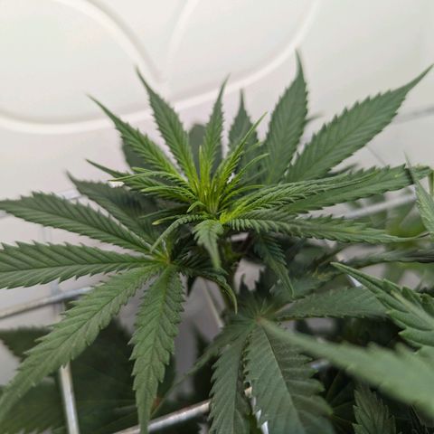 Skunk #1 growlog timeline photo