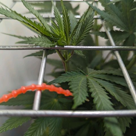 Skunk #1 growlog timeline photo