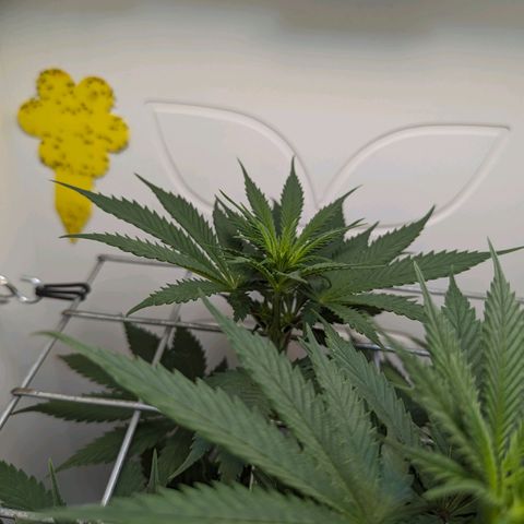 Skunk #1 growlog photo: BT16