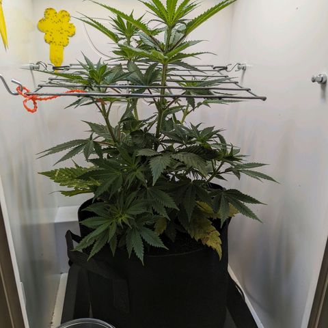Skunk #1 growlog photo: BT16