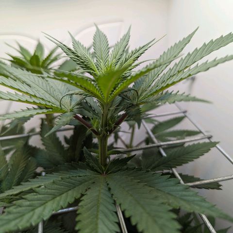 Skunk #1 growlog photo: BT16