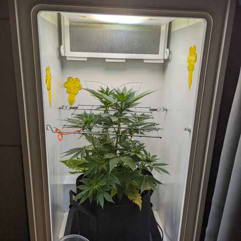 Skunk #1 growlog photo: BT16