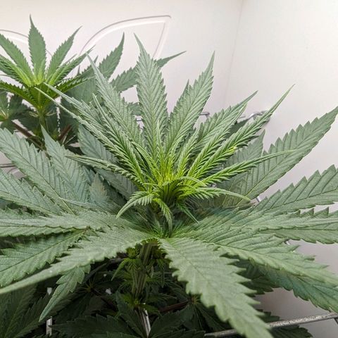 Skunk #1 growlog timeline photo