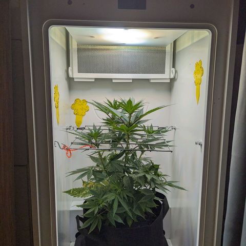 Skunk #1 growlog timeline photo