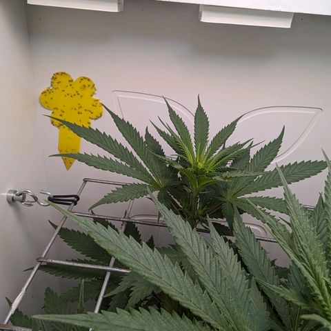 Skunk #1 growlog timeline photo