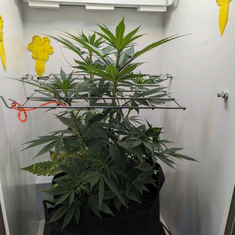 Skunk #1 growlog timeline photo