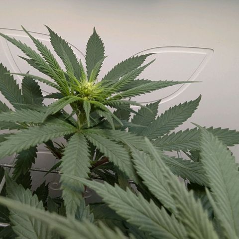 Skunk #1 growlog timeline photo