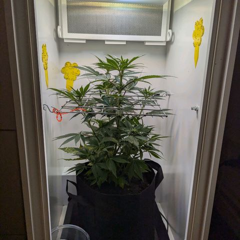 Skunk #1 growlog timeline photo