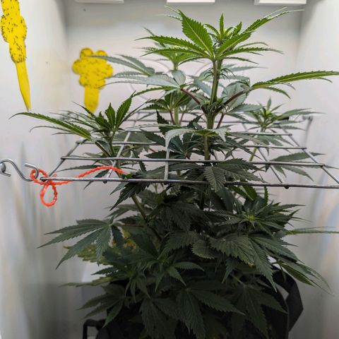 Skunk #1 growlog timeline photo