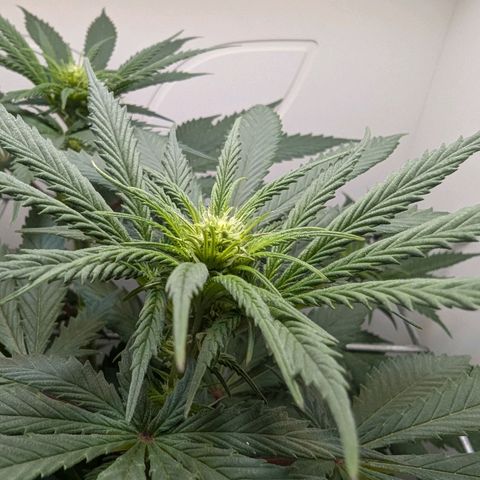 Skunk #1 growlog timeline photo