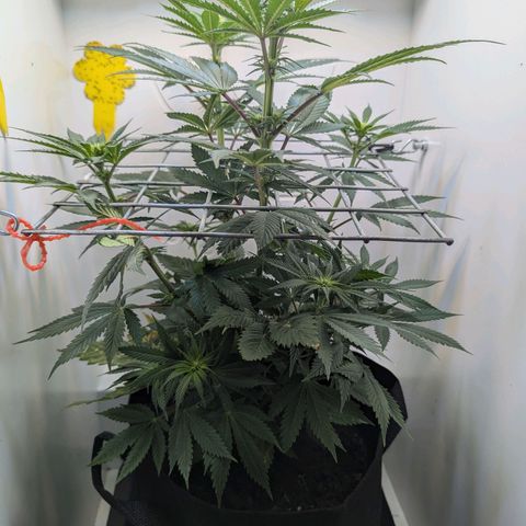 Skunk #1 growlog timeline photo