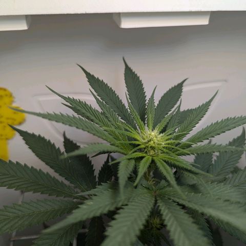 Skunk #1 growlog timeline photo