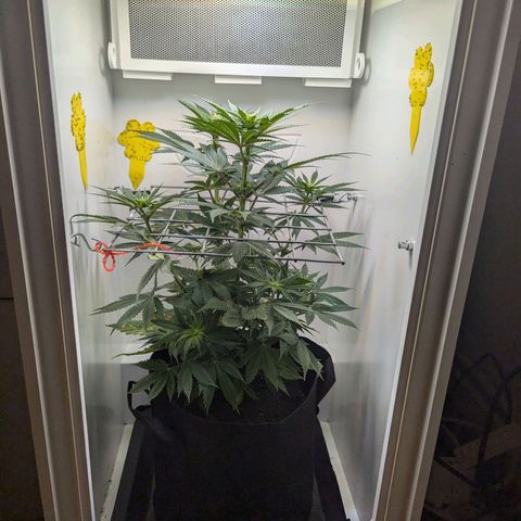 Skunk #1 growlog timeline photo