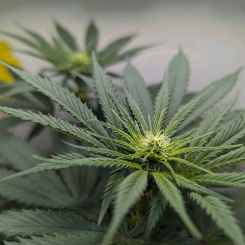 Skunk #1 growlog timeline photo