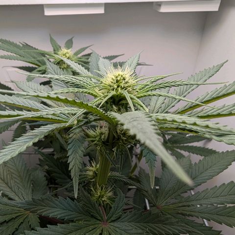 Skunk #1 growlog timeline photo