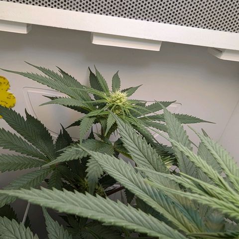 Skunk #1 growlog timeline photo