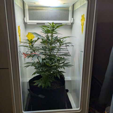Skunk #1 growlog timeline photo