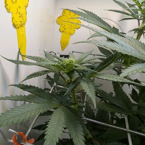 Skunk #1 growlog timeline photo
