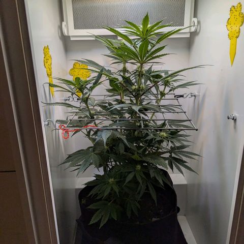 Skunk #1 growlog timeline photo