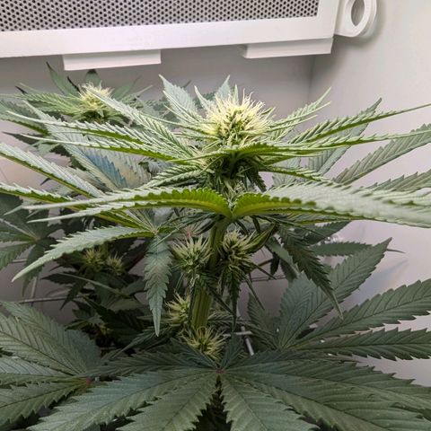 Skunk #1 growlog timeline photo
