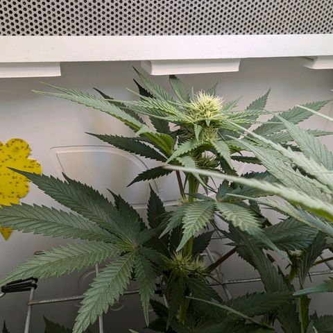 Skunk #1 growlog timeline photo