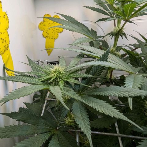 Skunk #1 growlog timeline photo