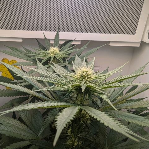 Skunk #1 growlog timeline photo