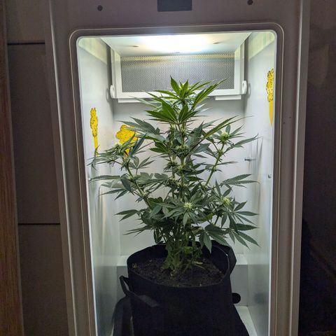 Skunk #1 growlog timeline photo