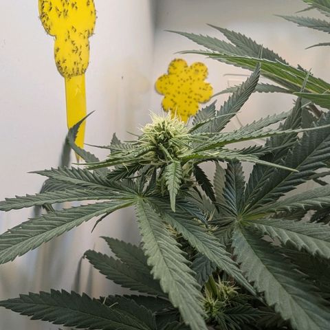Skunk #1 growlog timeline photo