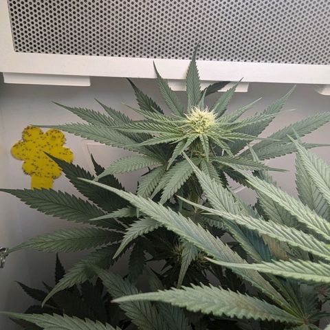 Skunk #1 growlog timeline photo