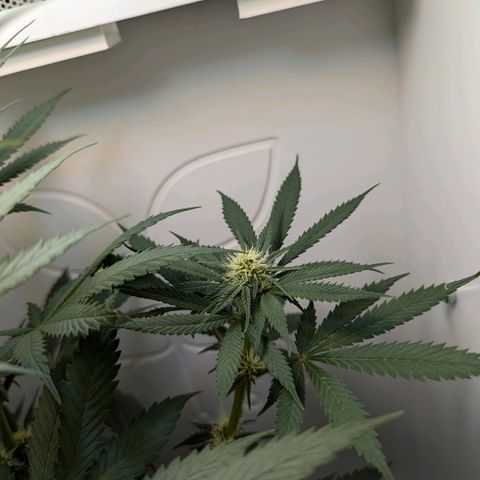 Skunk #1 growlog timeline photo