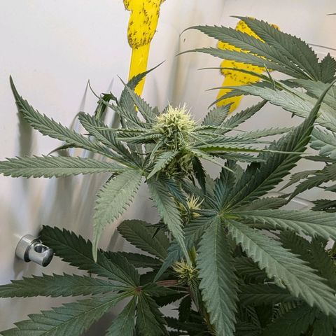 Skunk #1 growlog timeline photo