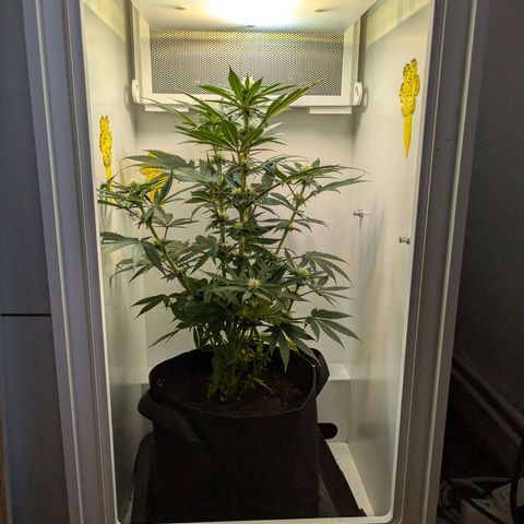 Skunk #1 growlog timeline photo