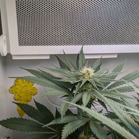 Skunk #1 growlog timeline photo