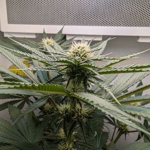 Skunk #1 growlog timeline photo