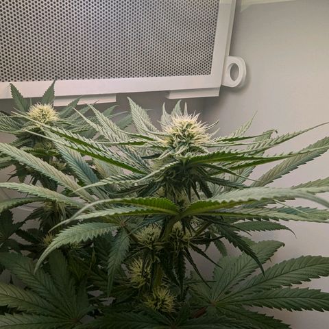 Skunk #1 growlog timeline photo